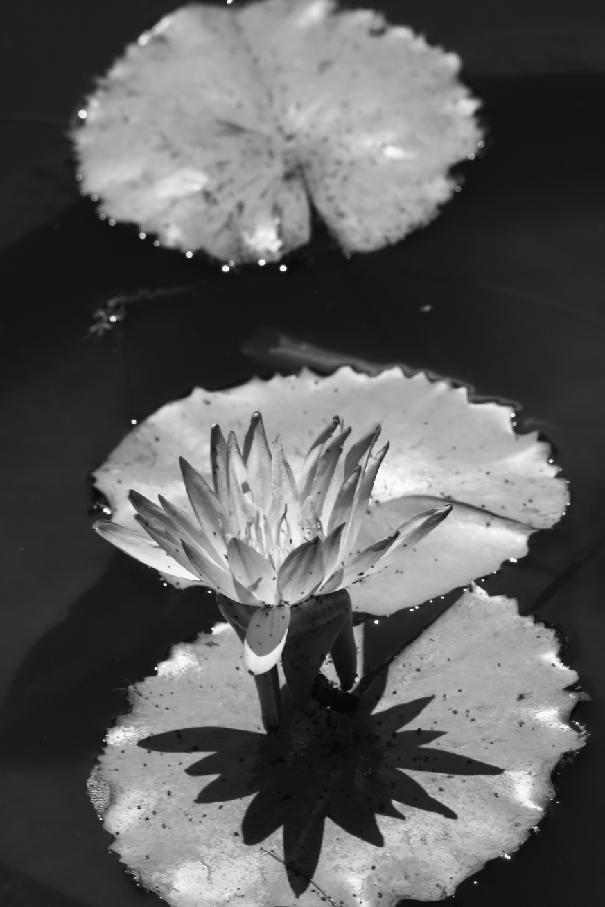 2016 07 04 HTP 27157